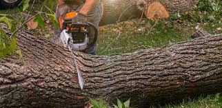 Professional Tree Care in West Pasco, WA