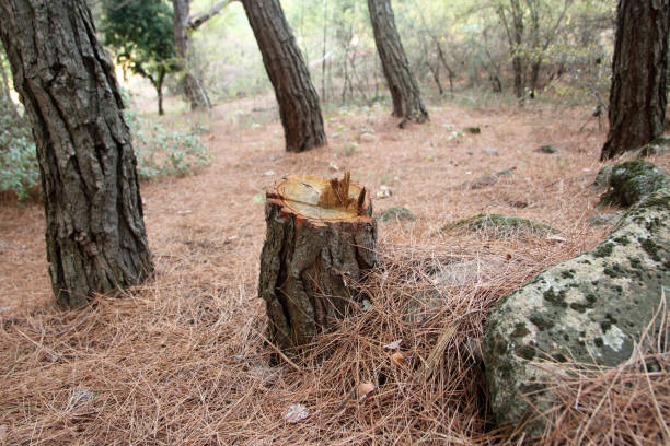 How Our Tree Care Process Works  in  West Pasco, WA